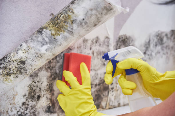 Mold Remediation for Vacation Homes in Cardington, OH